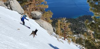 Winter Safety for Dogs