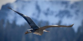 Tahoe City Amphibian Smuggler Charged; Grant Supports Washoe Tribe Involvement; Reservations at Sand Harbor; More
