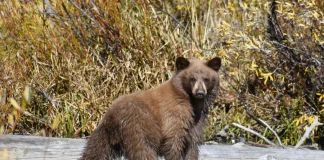 New Tactics for Reducing Human-Bear Conflicts; 29 Museums Free of Charge; Board Extends Economic Development Incentive Program; More