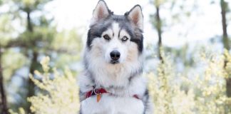 Legal Fund to Save Historic Downtown; Humane Society to Waive Fees for Adoptions on June 6; Phase II NV Energy Wildfire Insurance Hearing; More