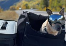 Optimizing Physical and Mental Health in Our Pets